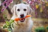 So kommt der Hund fit in den Frühling